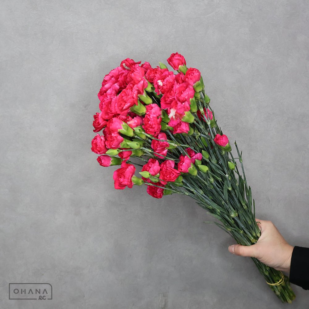 ＳＰカーネピンク　ピジョン　 65cm