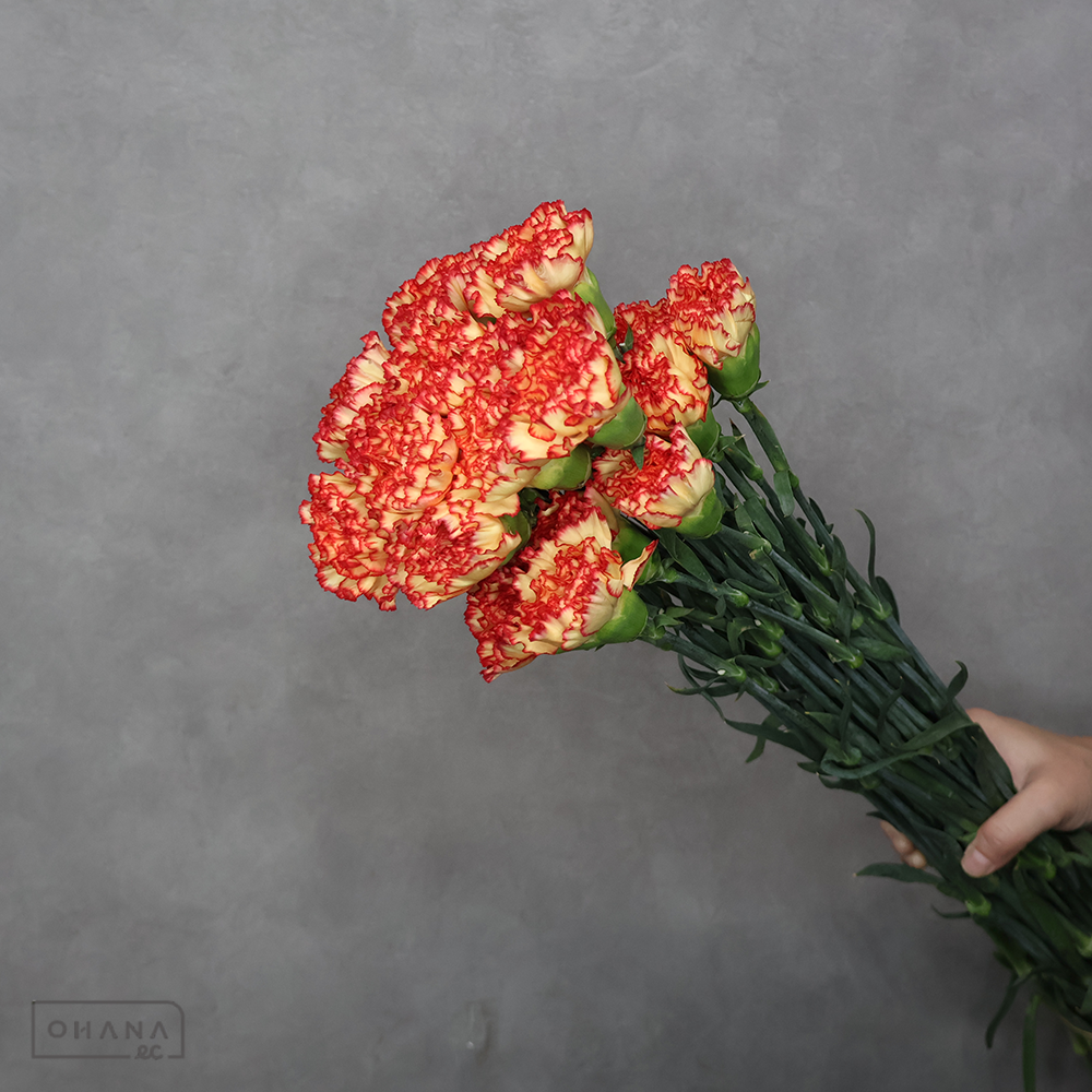 カーネーション　バイカラーＭＩＸ①　