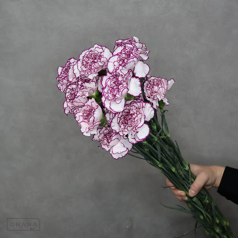 カーネーション　バイカラーＭＩＸ②　