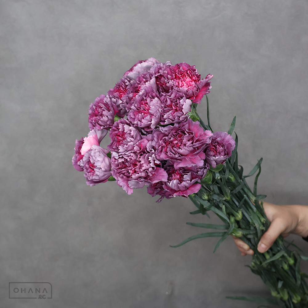 カーネーション　バイカラーＭＩＸ③　