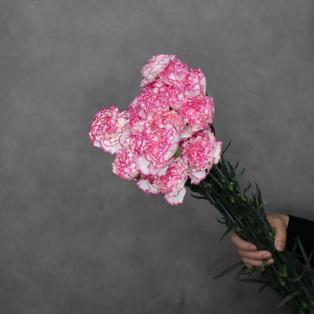 カーネーション　バイカラーＭＩＸ④　