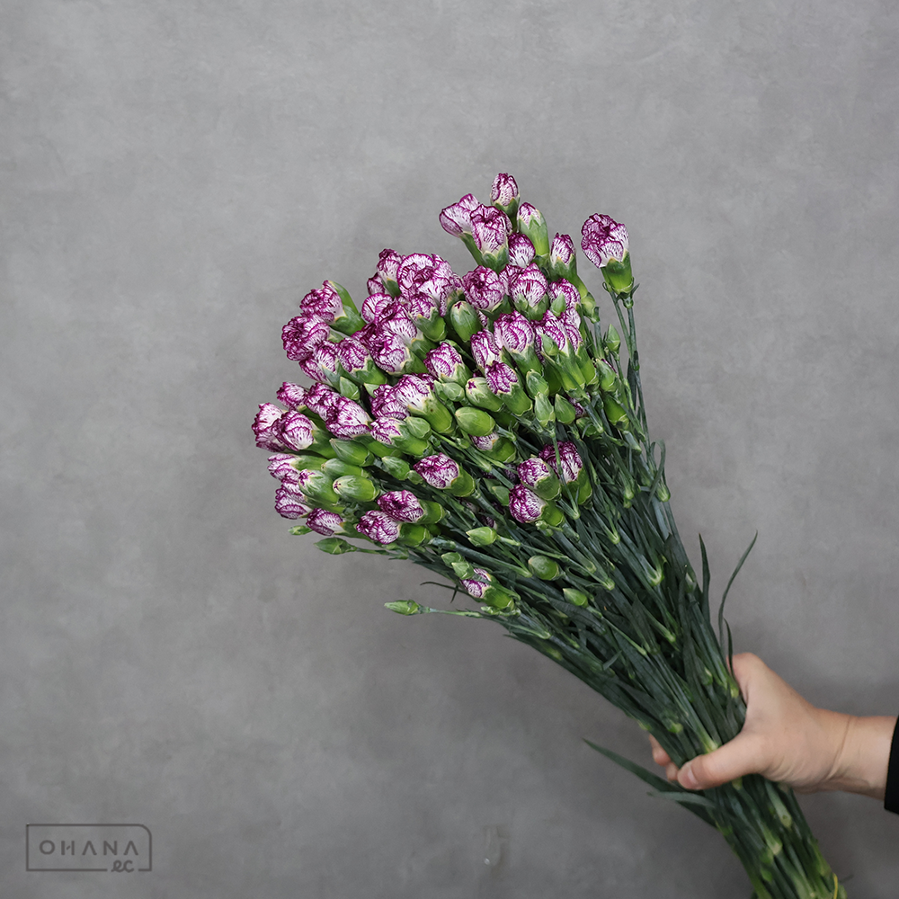 ＳＰカーネ　バイカラーＭＩＸ①　