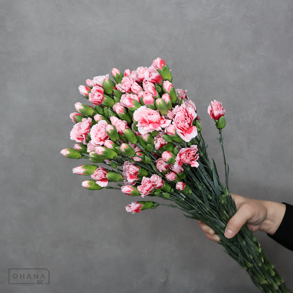 ＳＰカーネ　バイカラーＭＩＸ②　