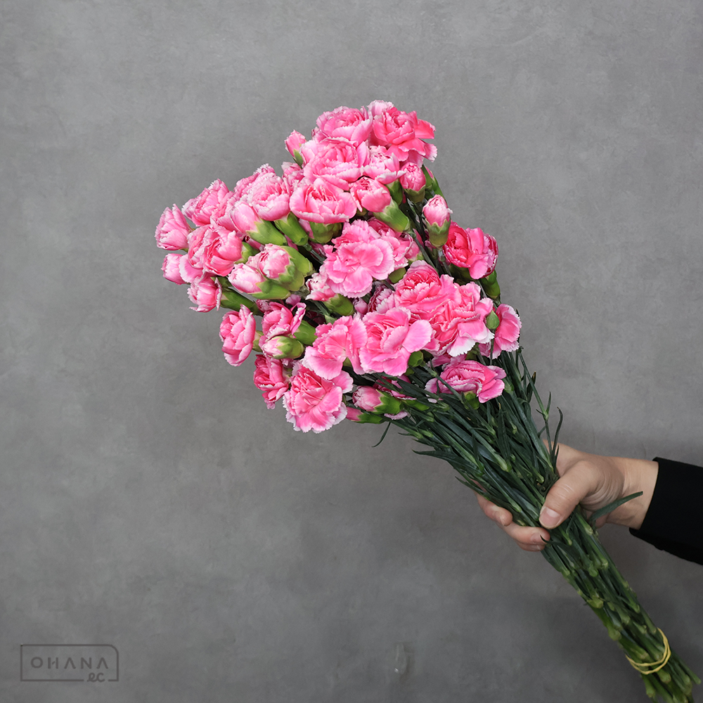 ＳＰカーネ　バイカラーＭＩＸ③　