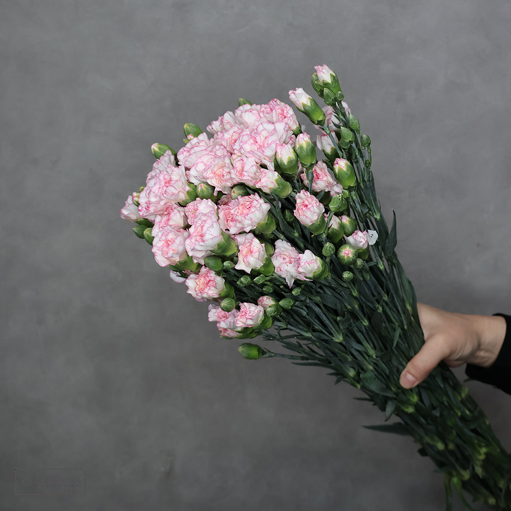 ＳＰカーネ　バイカラーＭＩＸ④　