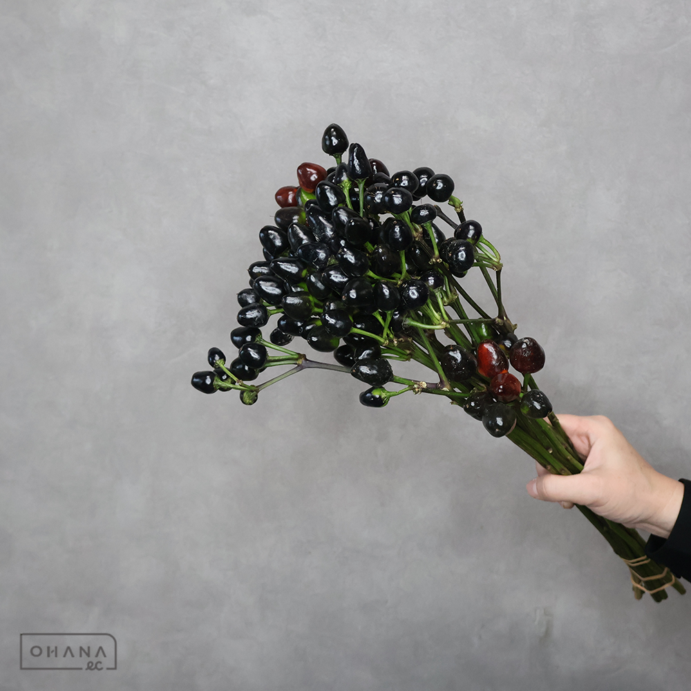 トウガラシ コニカルＢＫ 秀50cm