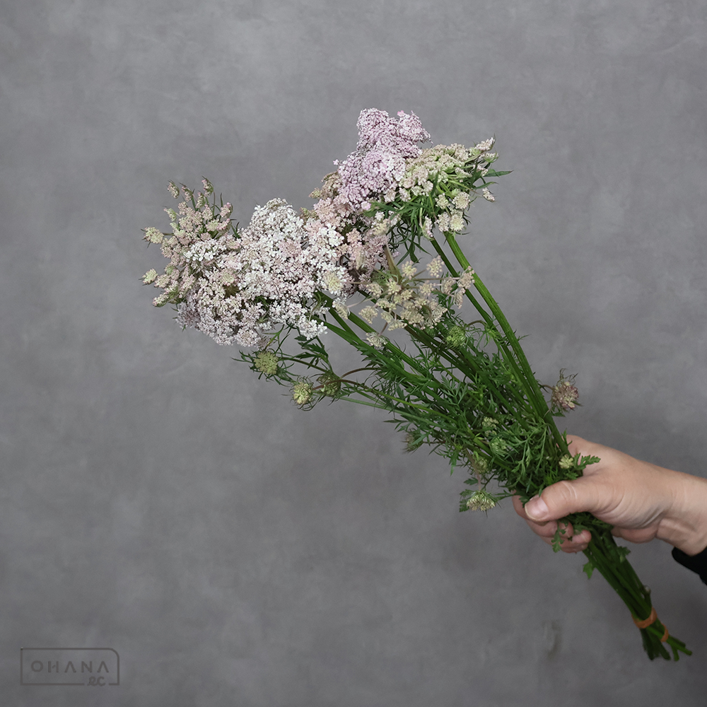 レースフラワー　ダウカスロビン　50cm