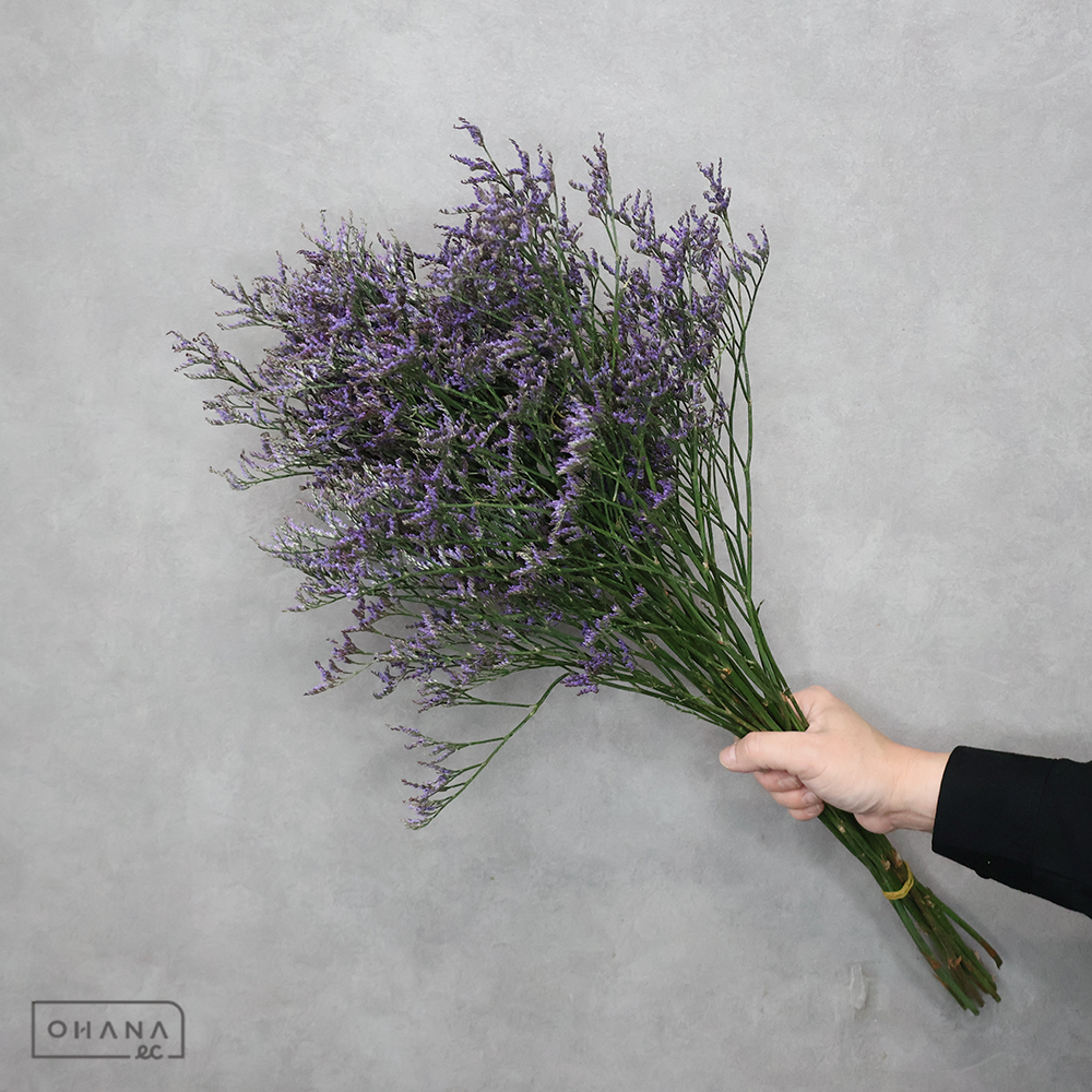 リモニュームＨＢ　サフォラダークブルー　60cm