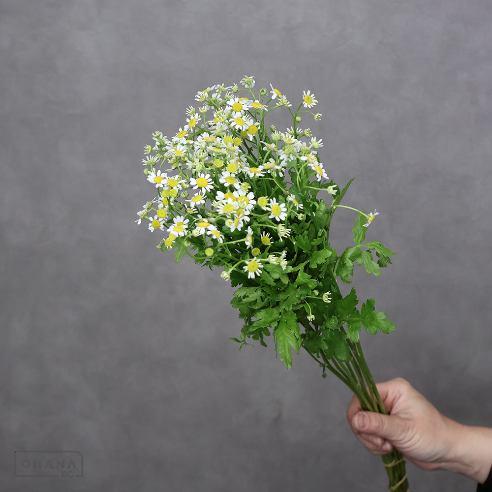 マトリカリヤ　シングルペグモ　M50cm