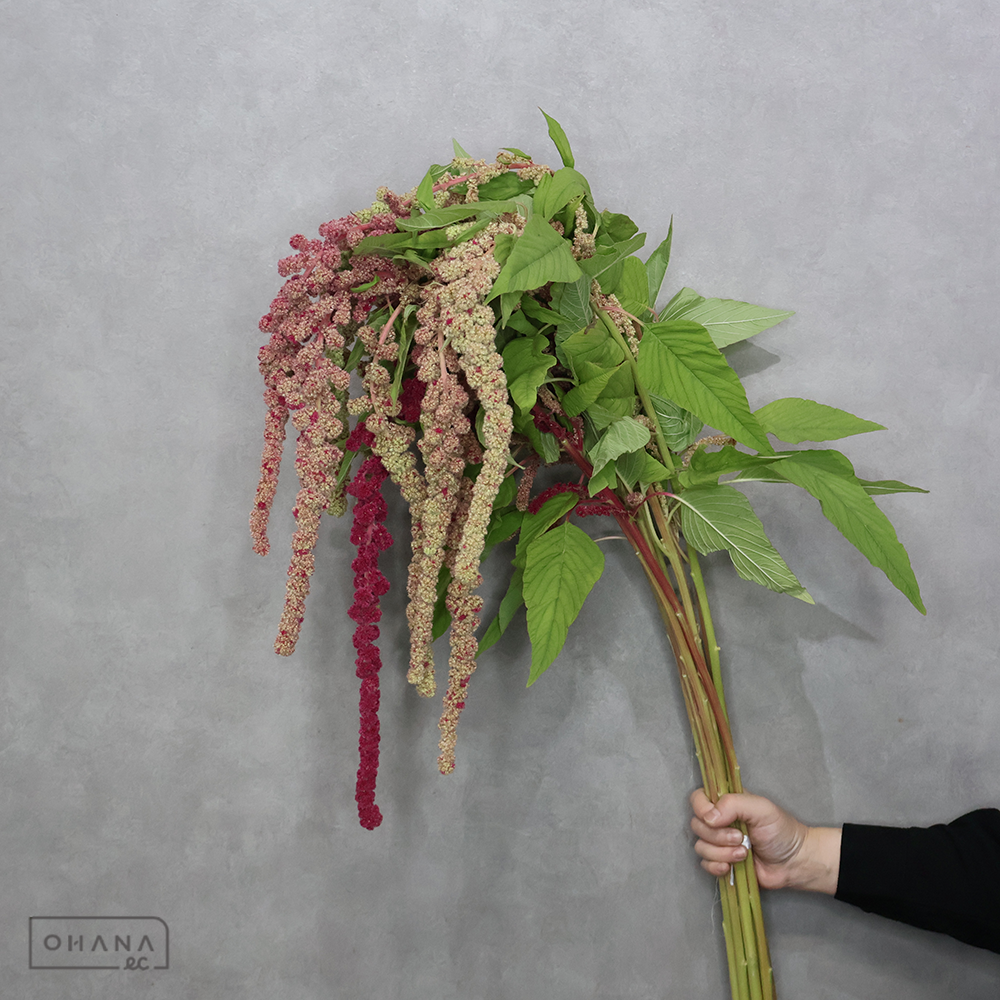 アマラサンス　ミラ　秀75cm ※色味個体差あり