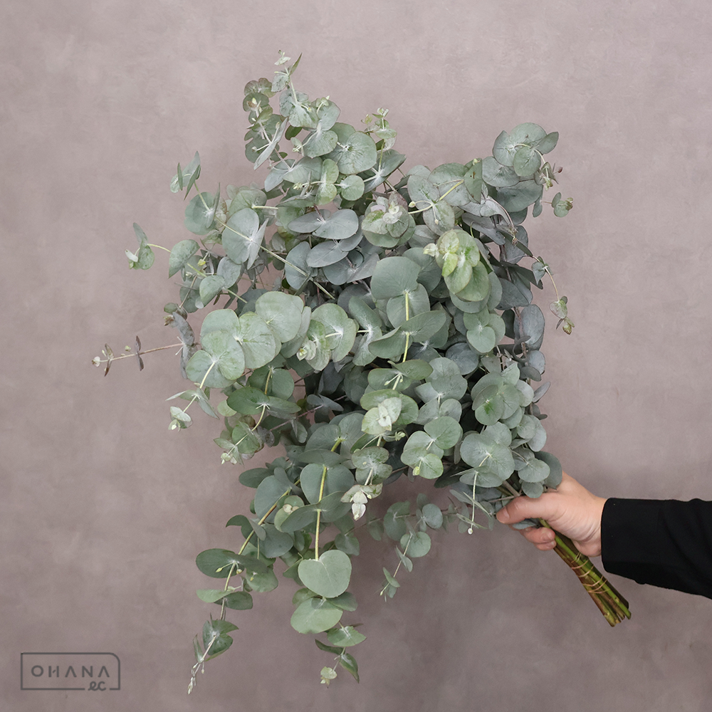 マルバユーカリ　秀60cm