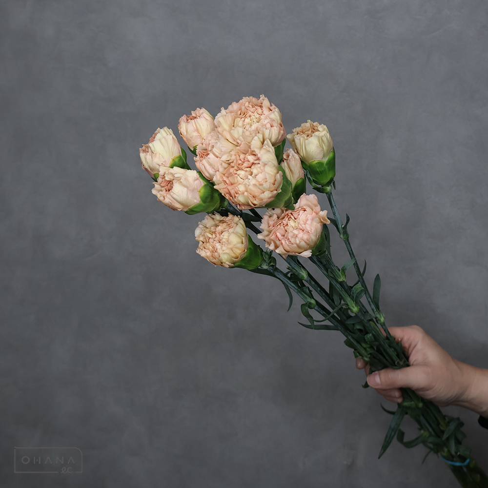 カーネーション　レージェマロン　60cm