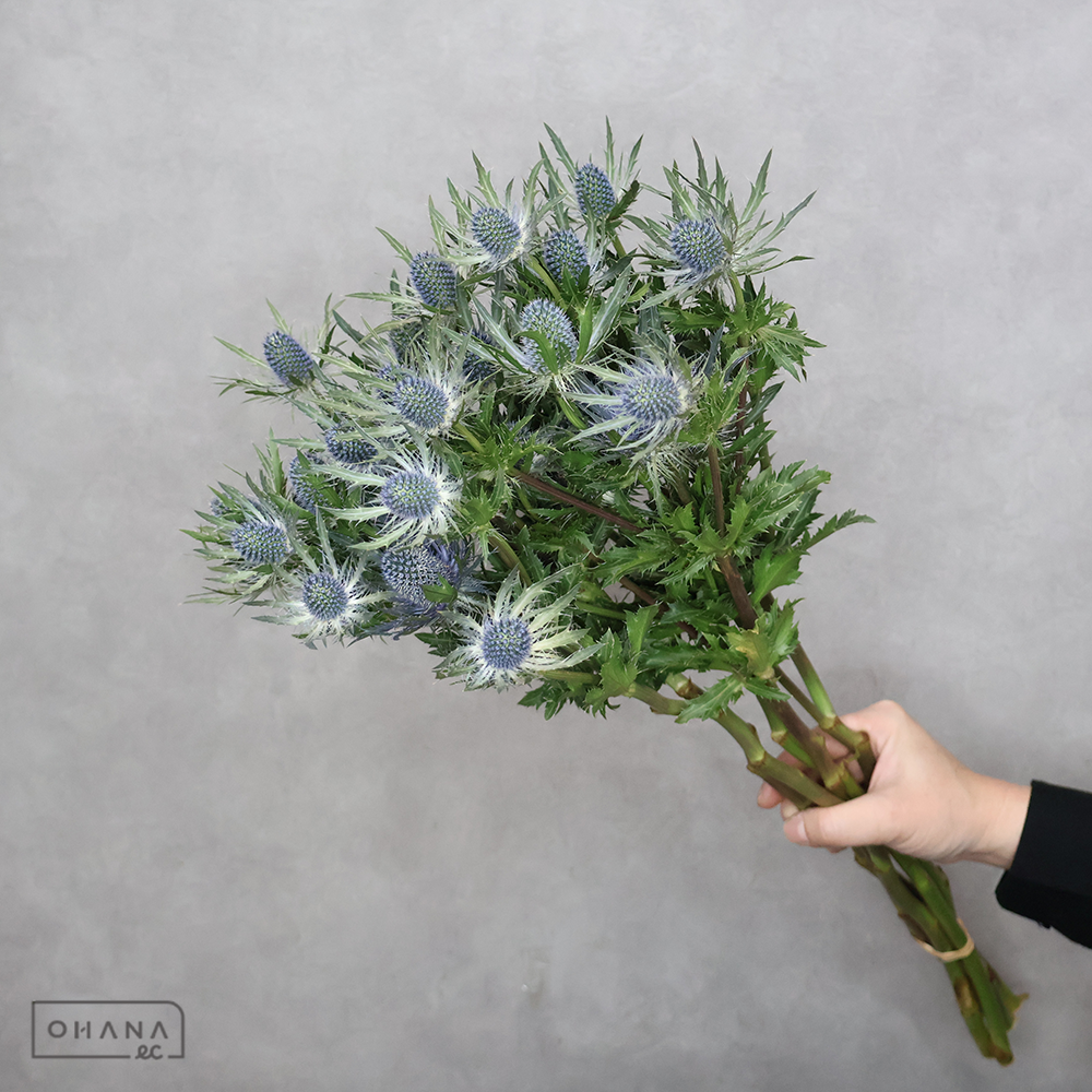 エリンジューム　サファイア　60cm ※5本束