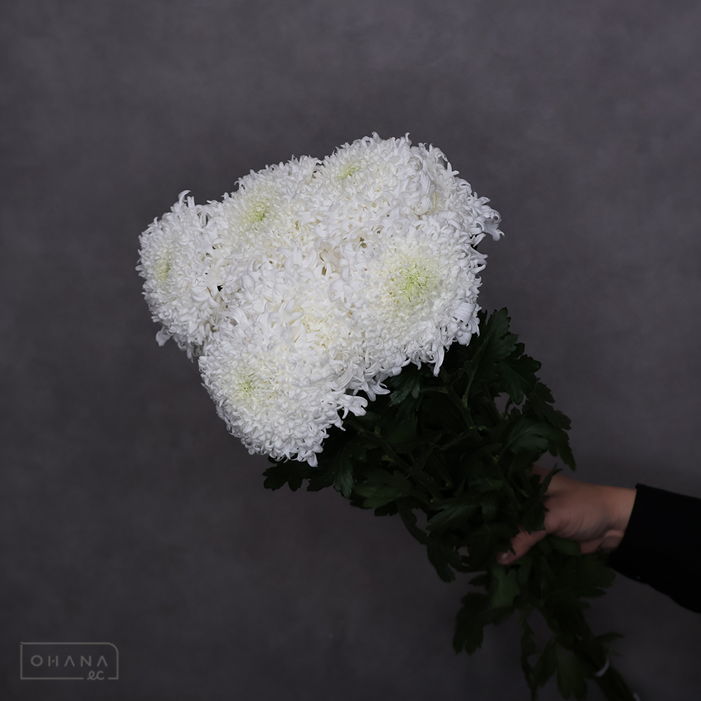 ディスバッドマム　ユメノキラメキ　秀