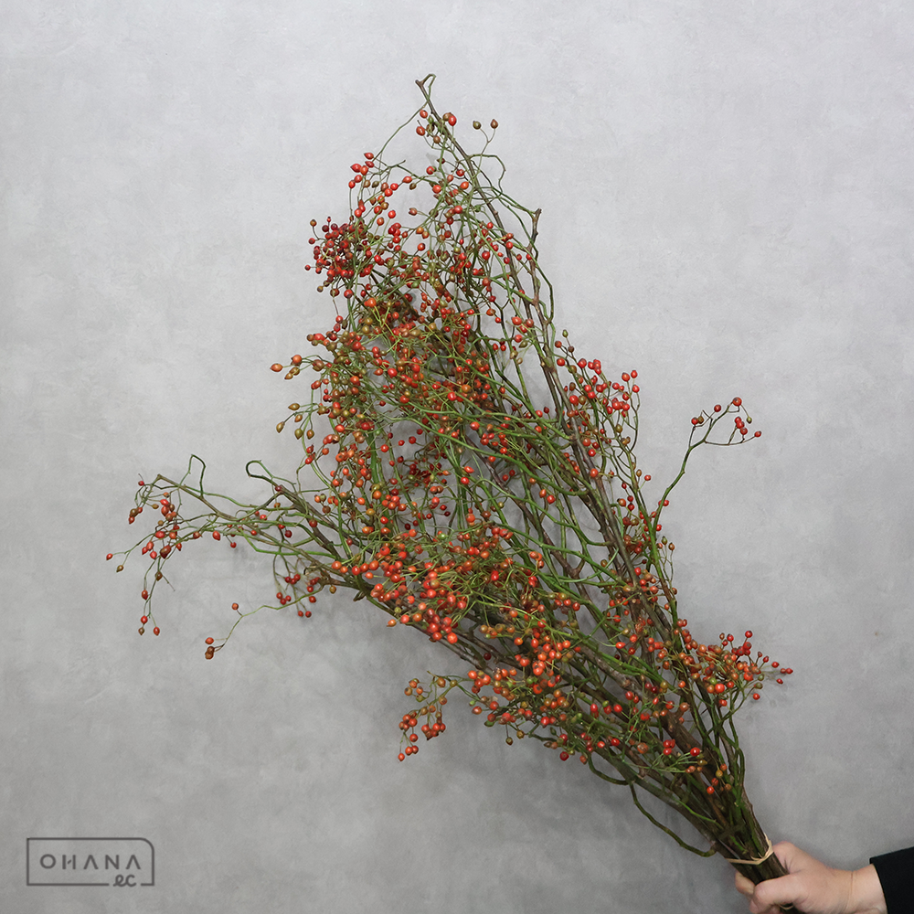 ノバラ テンノシズク　秀60cm赤