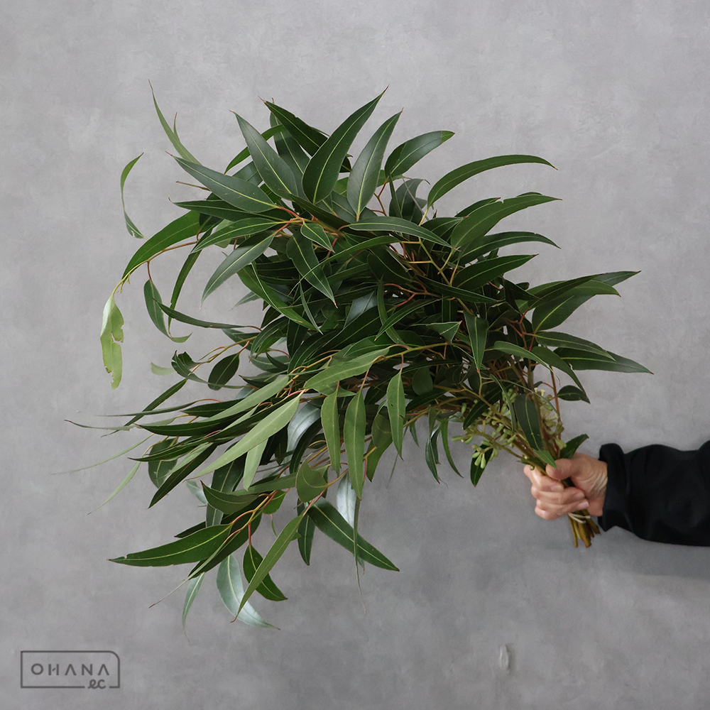 ユーカリ　ロングリーフ 60cm少実あり