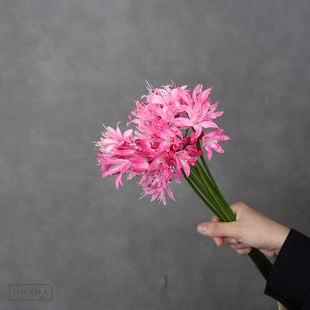 ネリネ ダイヤモンドリリー　ピンク系　 40cm