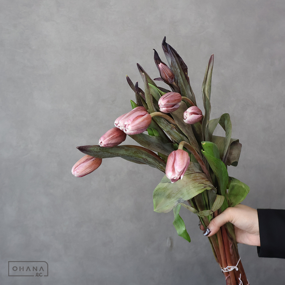 チューリップ　　ブラウニー染　※5本束　葉無　