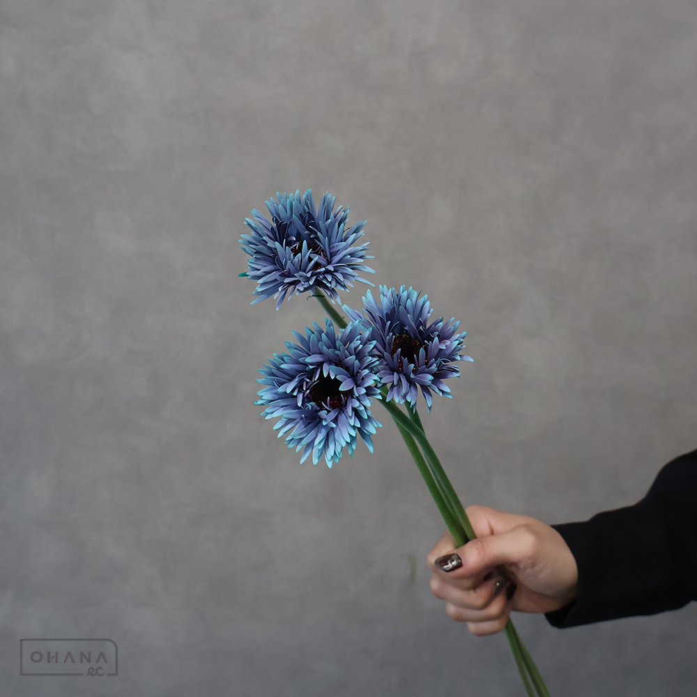 ガーベラ　イギーミント ※5本束　２Ｌ