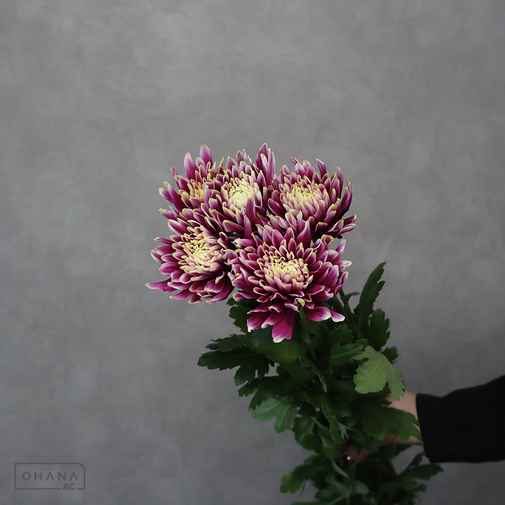 マム　セイフェスト　秀２Ｌ