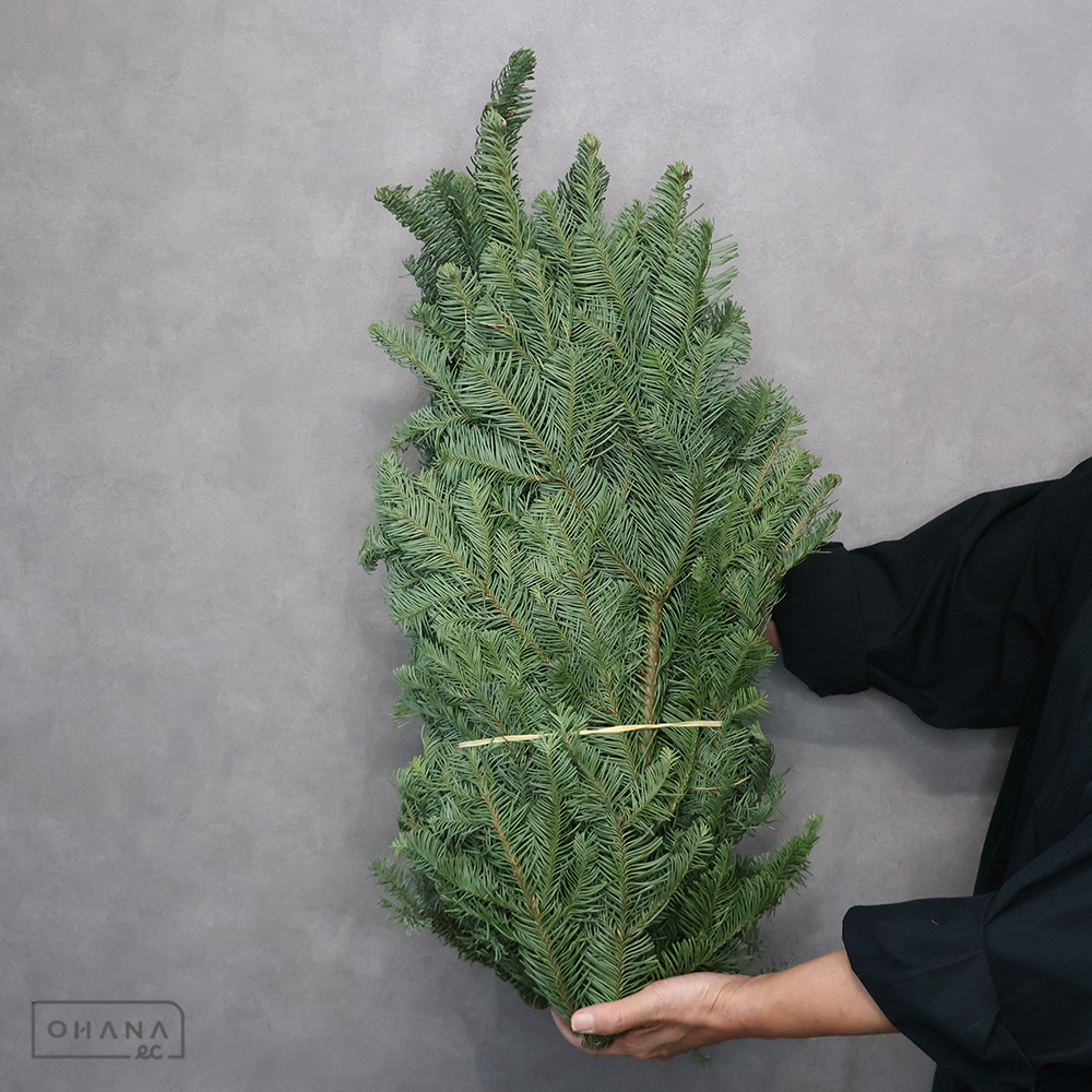 モミ　ブランチ 5本1束 ※束売り