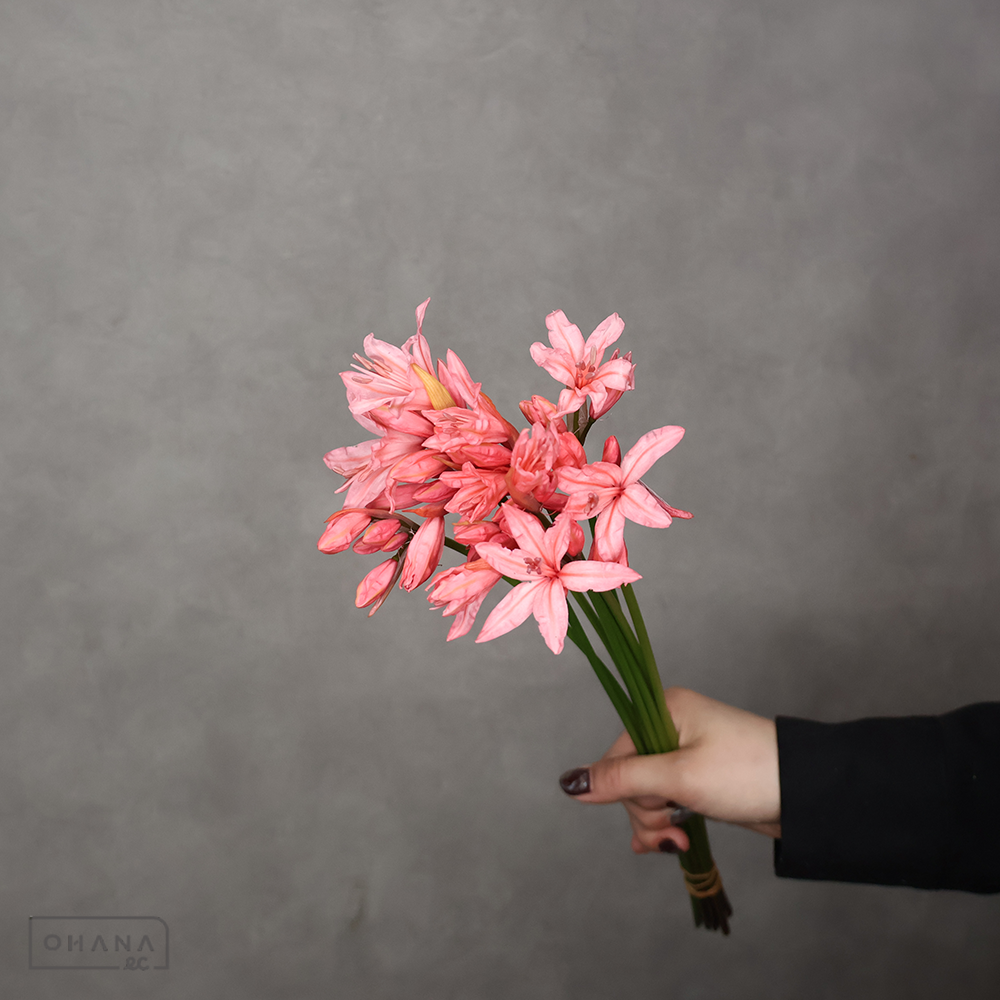 ネリネ　サーモンピンク　40-45cm