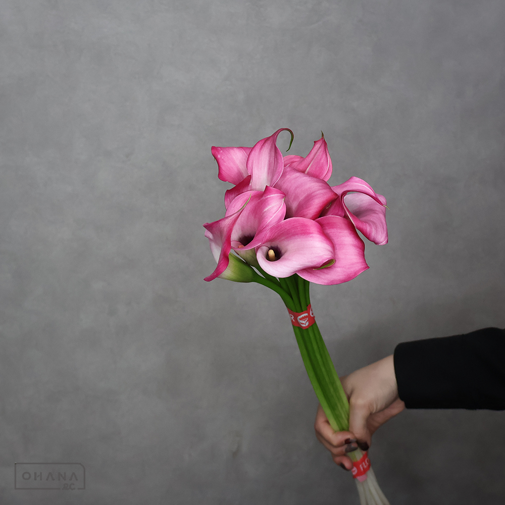 カラー　ザズー　秀40 cm