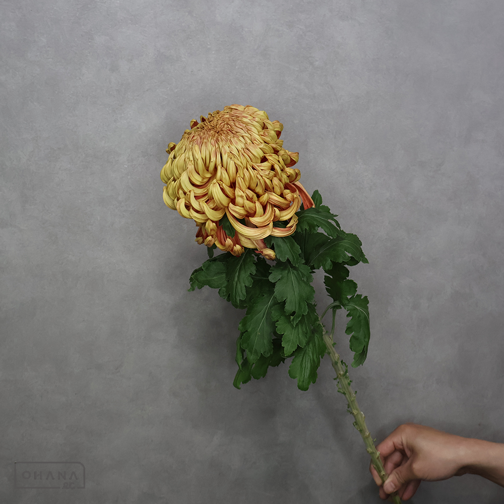 マム　花魁　※レア！1本売り　秀70cm