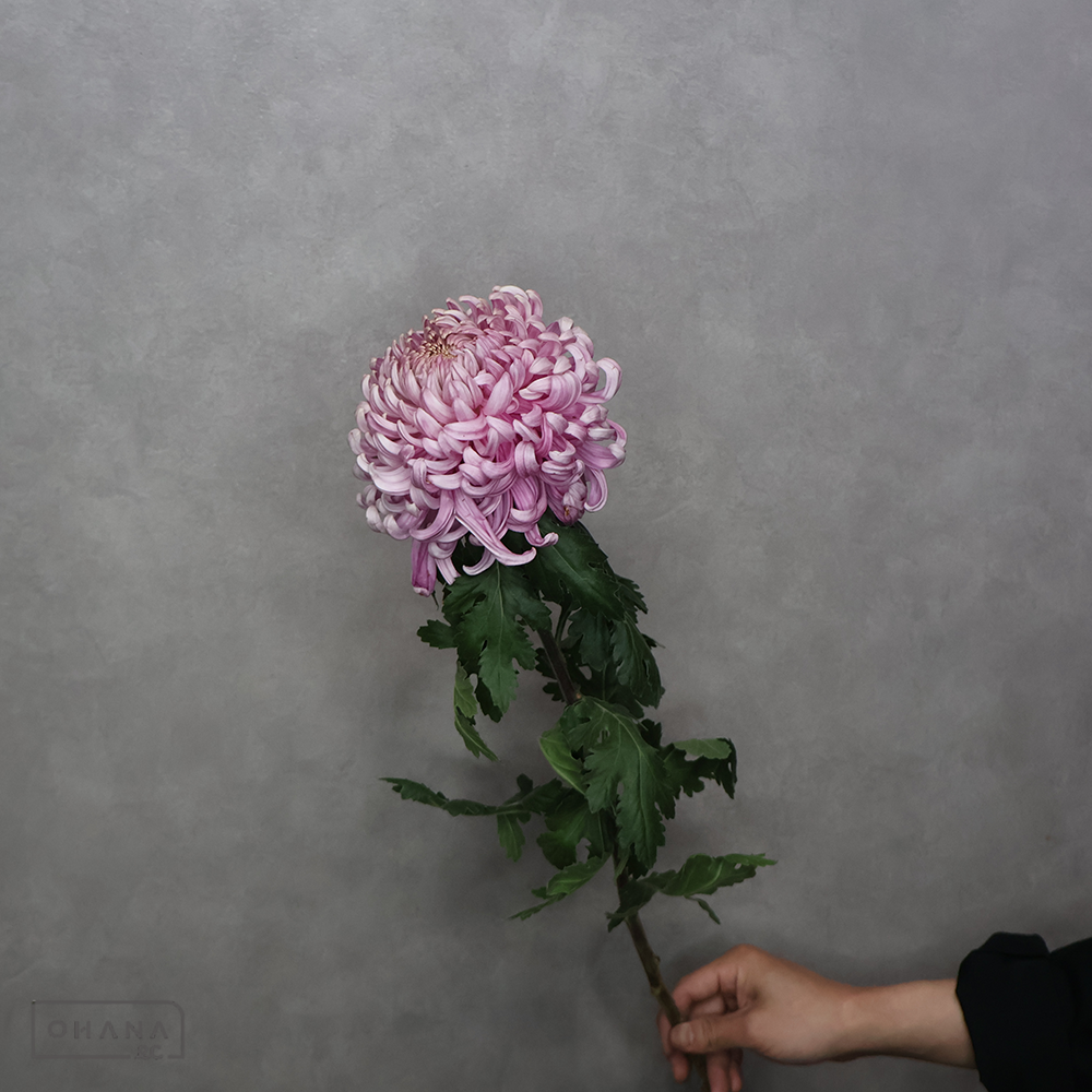 マム　桃花魁  ※レア！1本売り　特70cm