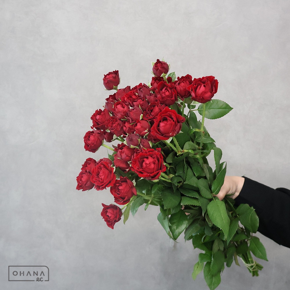 ＳＰバラ赤　タマンゴ　秀 60cm