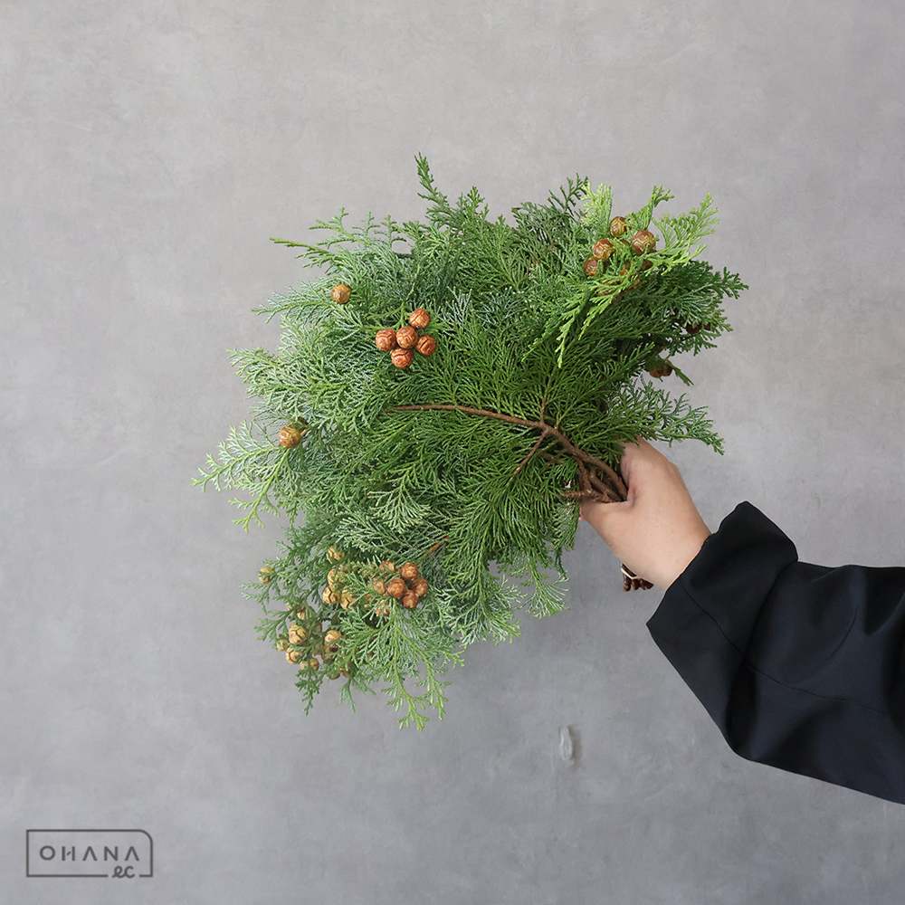 ヒノキ 30ｃｍ  実付