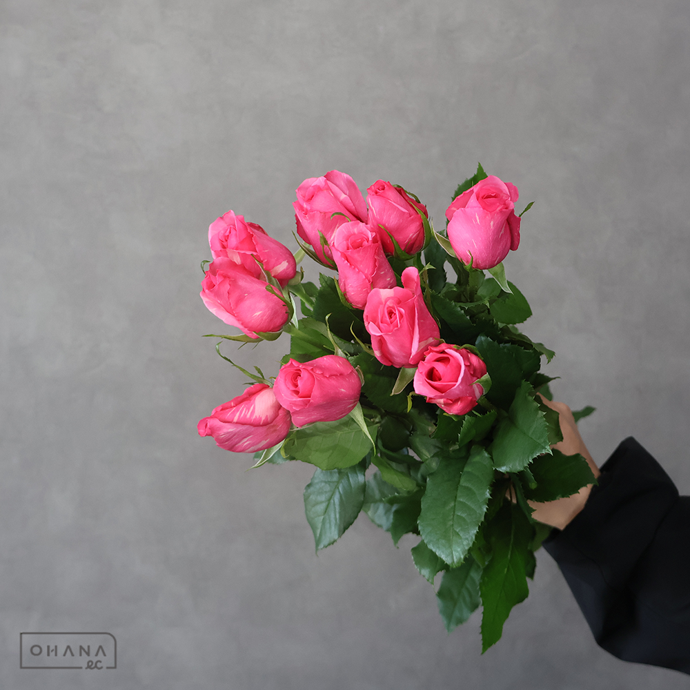 バラ オーロラ 60ｃｍ