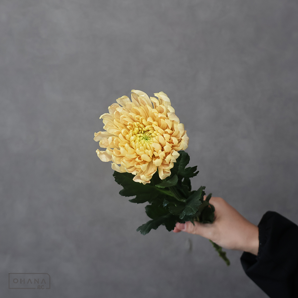 ディスバッド アリョンカサーモン