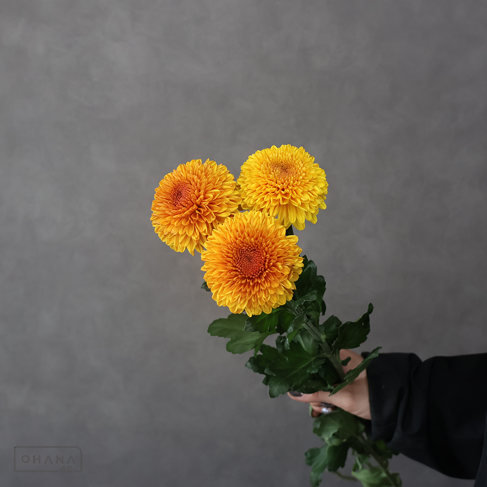 ディスバッドマム　　　秀 ２Ｌ 75cm ①