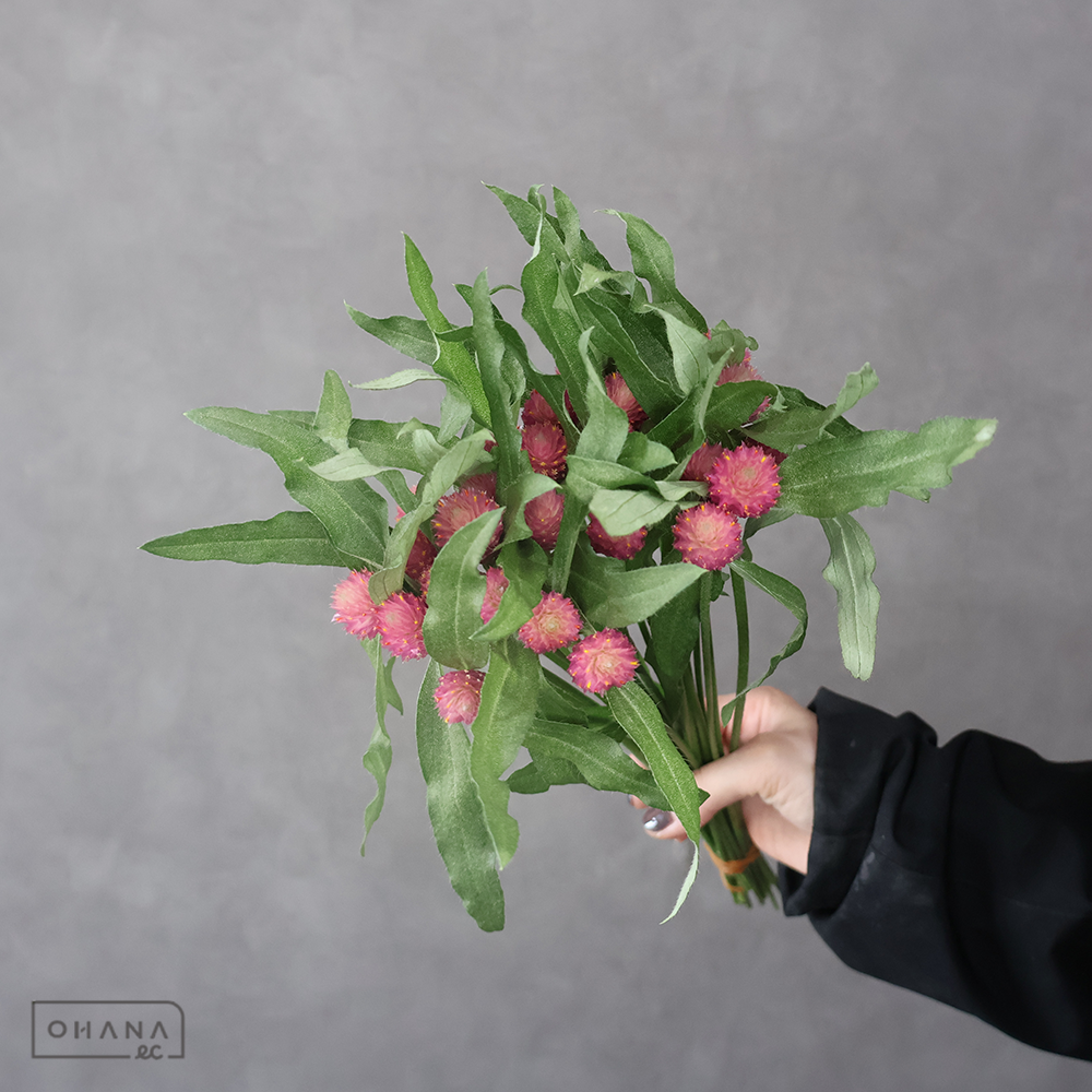 【SALE】千日紅　シスター　 30cm　※クレーム対象外