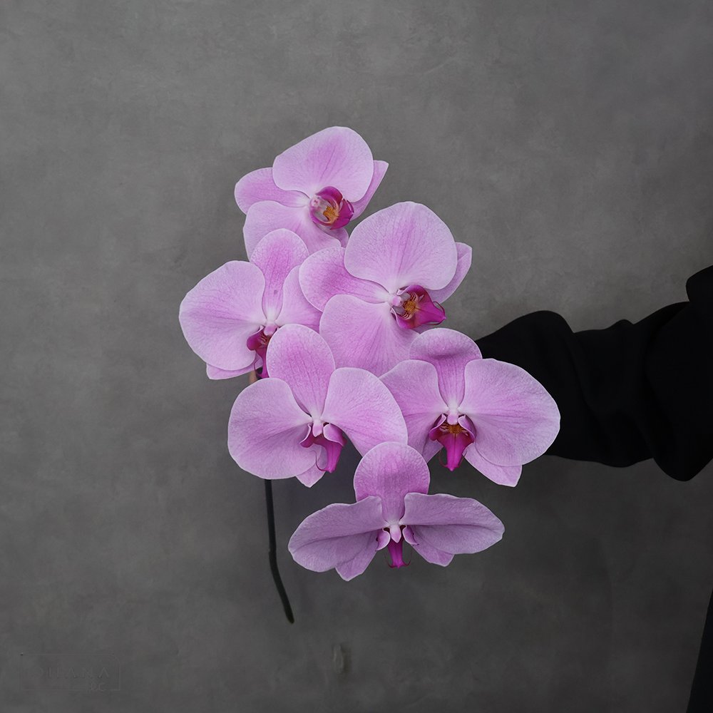 【SALE】コチョウラン　ピンクチャンピオン ※4本束　 7輪 中国　※クレーム対象外