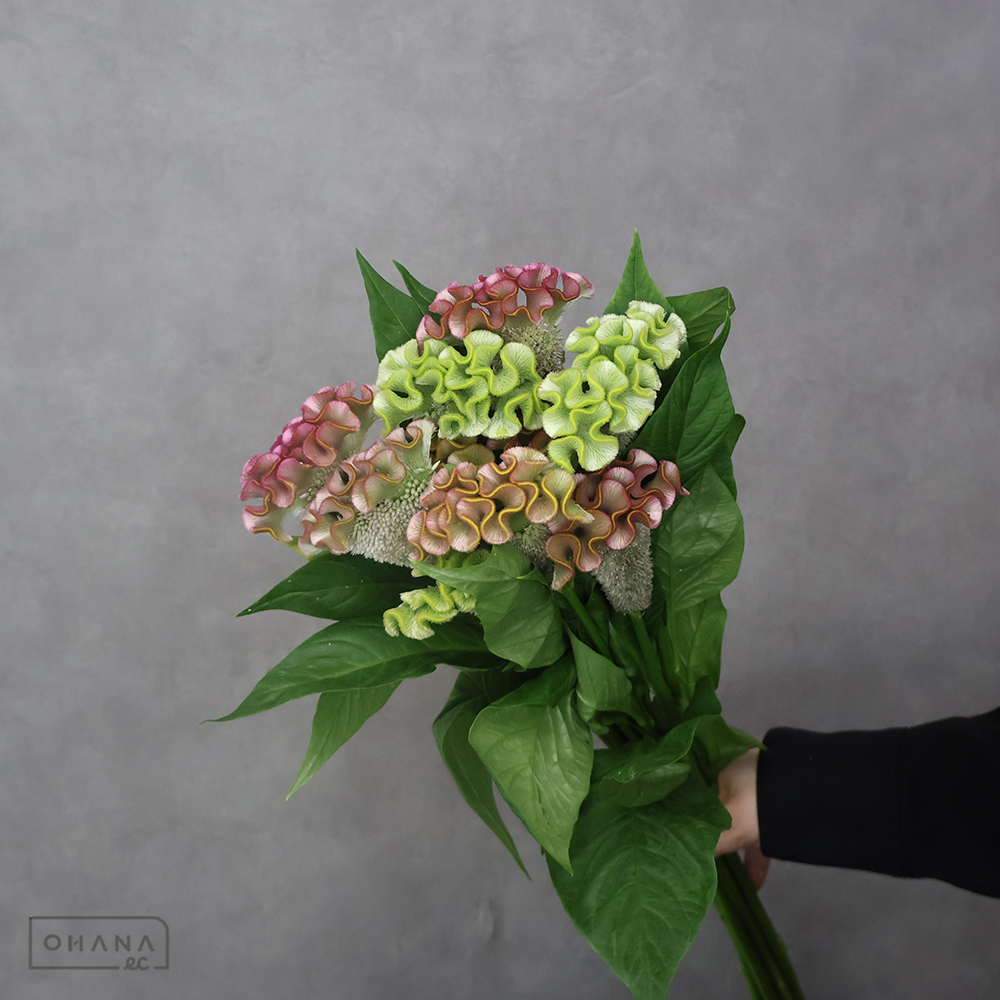 ケイトウ　アスカセレクトメタリックパオパオMIX　秀 80cm