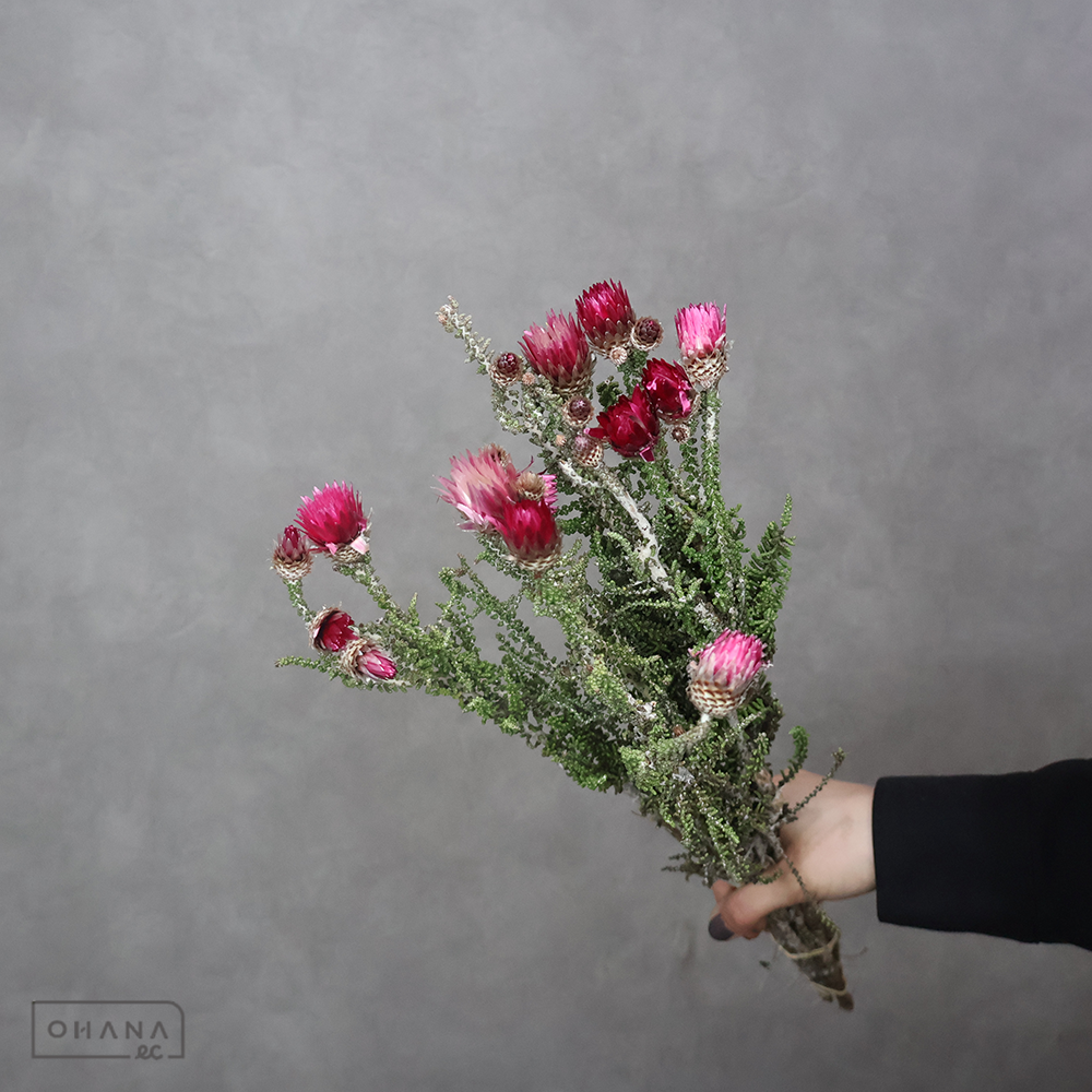 【SALE】フェノコマ ピンク 50cm　※クレーム対象外