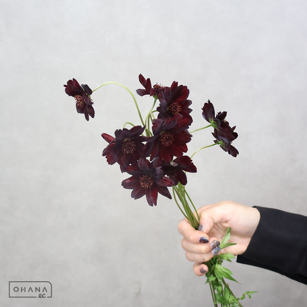 【SALE】チョコレートコスモス 40-30cm　※クレーム対象外