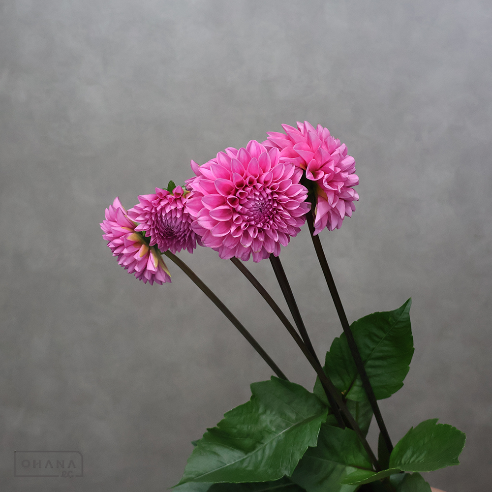 ダリア　 ミッチャン　 70cm  ※花小さい