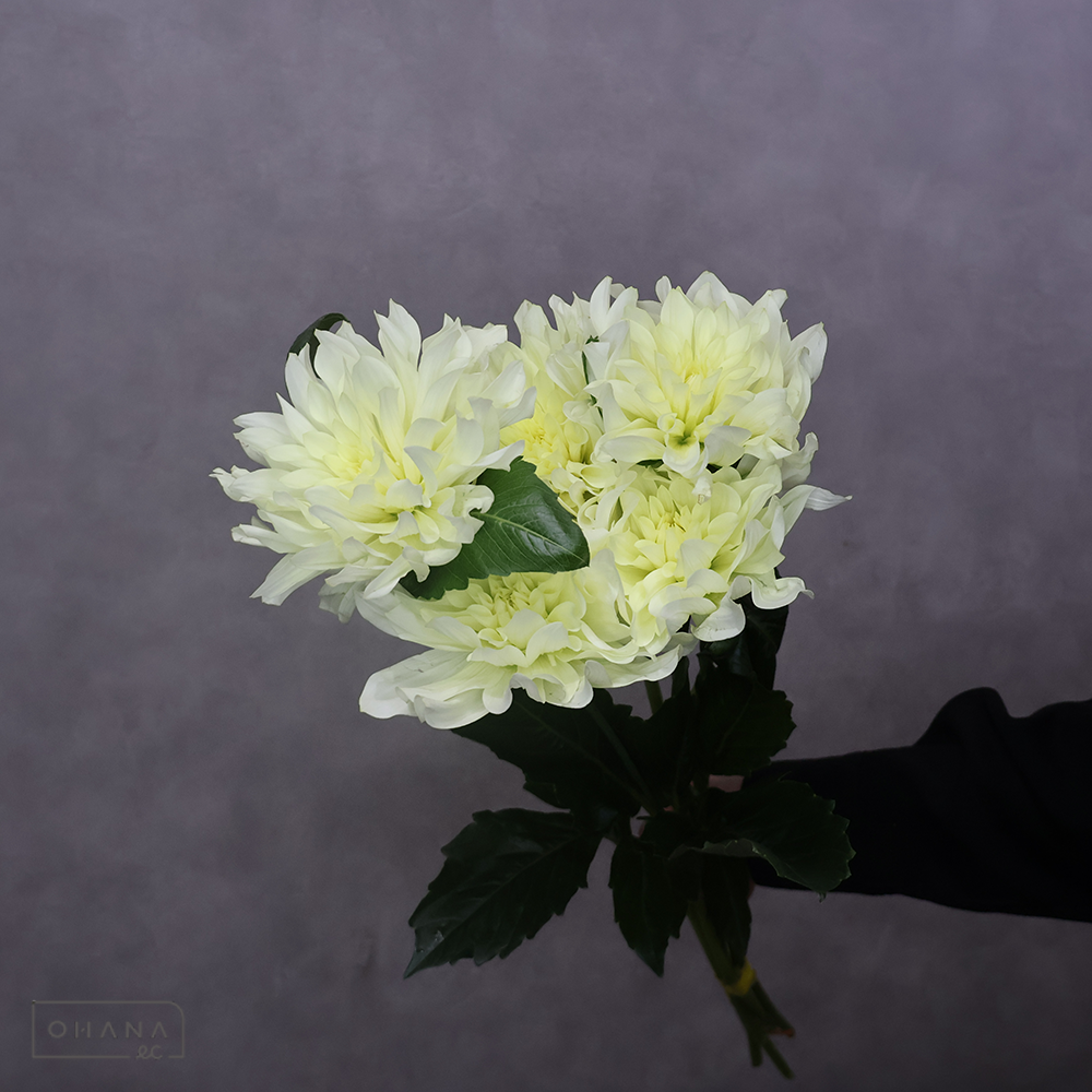 ダリア  イエロークォーツ 秀70cm