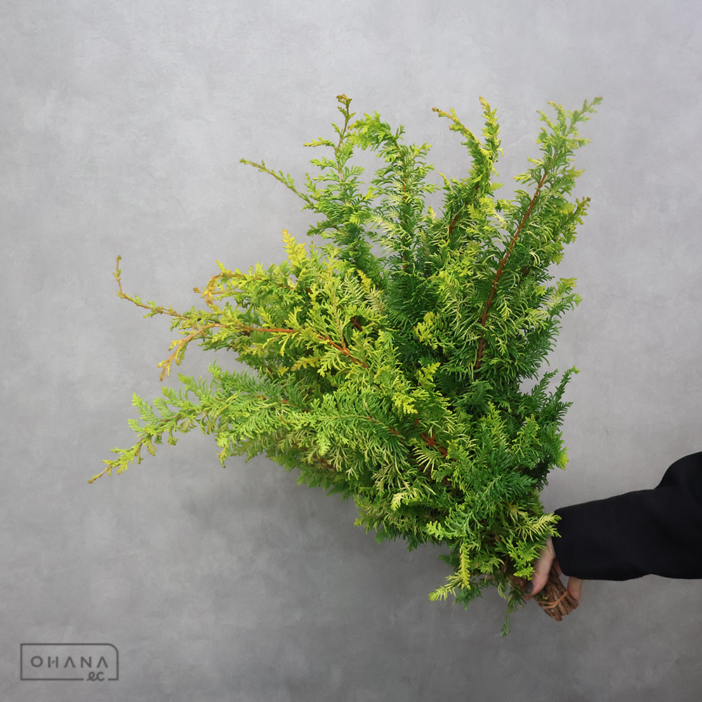 【SALE】クジャクヒバ　ツマミ 60cm　※クレーム対象外