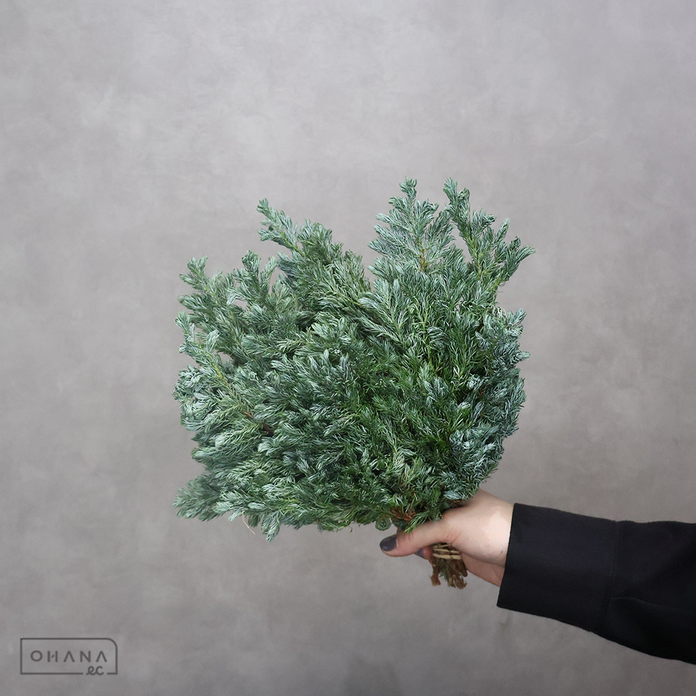 ヒバ ブルーバード 30cm