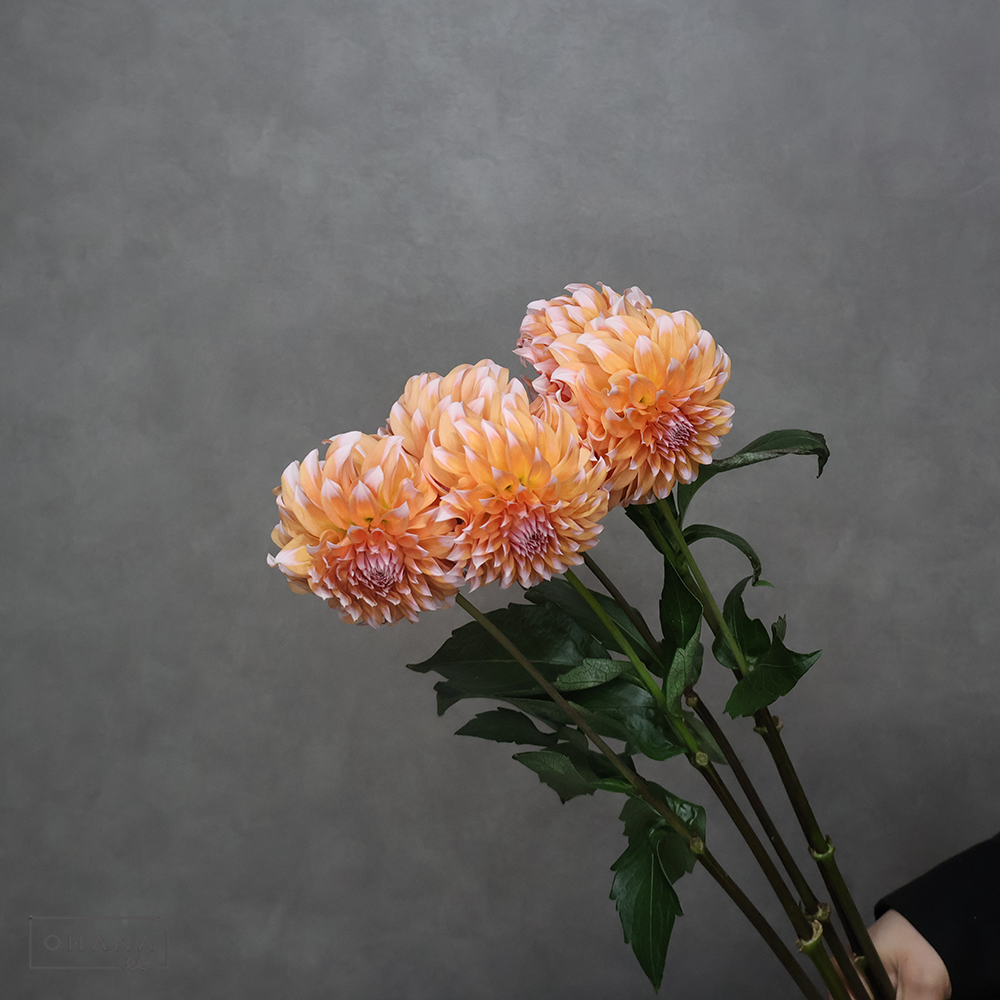 ダリア ピーチインシーズン 秀50cm