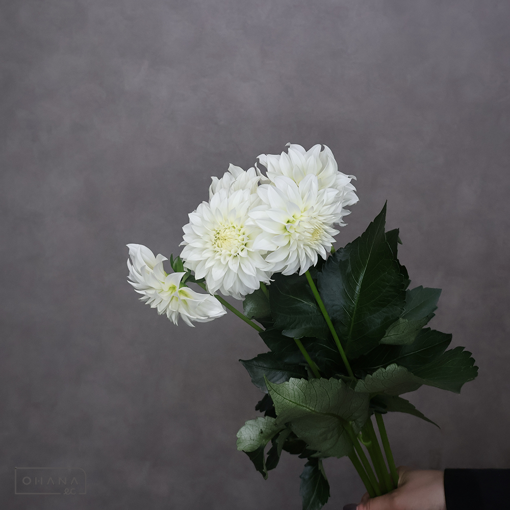 ダリア　 ホワイトピーチ 秀50cm