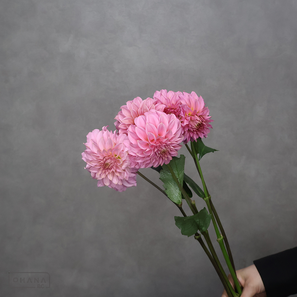 ダリア　 ピーチキャロル 秀50cm