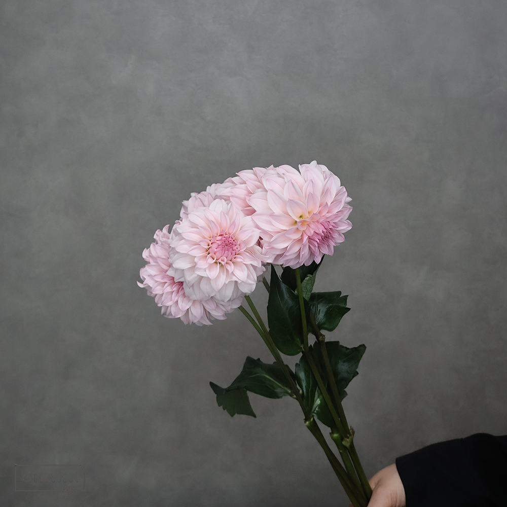 ダリア ピーチウェディング 秀50cm