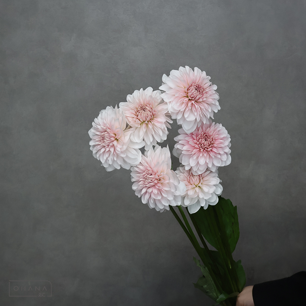 ダリア　 シェリー 70cm