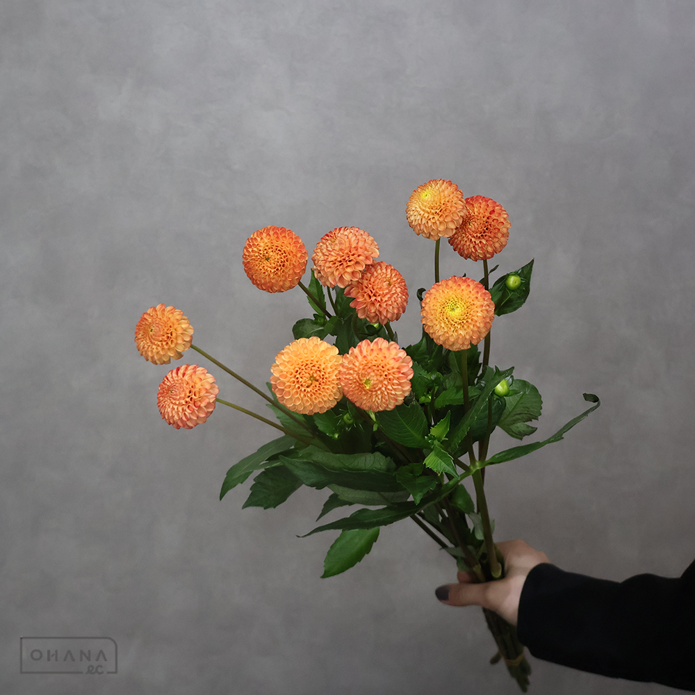 ダリア　 マイクロポンポンダリア　オレンジ 60cm