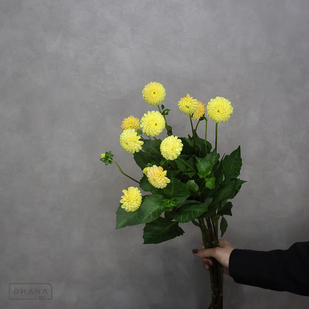 ダリア　 マイクロポンポンダリア　イエロー 60cm